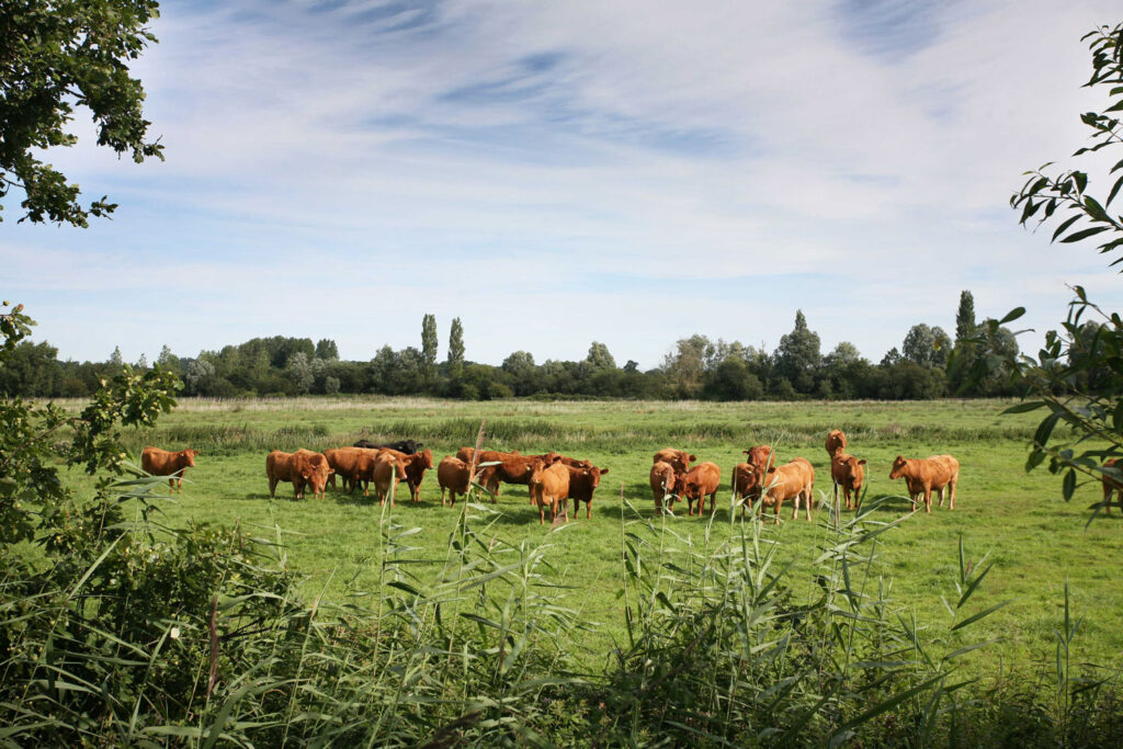 Cows in Field credit Robert Yeatman